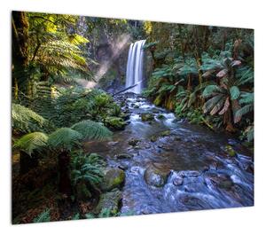 Obraz australijskiego lasu deszczowego (70x50 cm)
