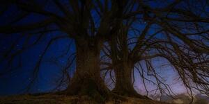 Obraz drzewa w nocnym krajobrazie