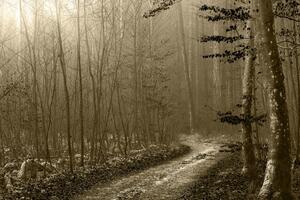 Obraz ścieżka do lasu w sepii