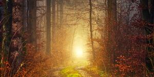 Obraz światło w lesie