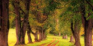 Obraz ścieżka przez jesienny las