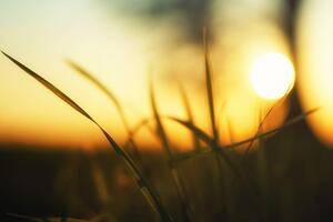 Obraz zachodzące słońce w trawie