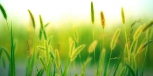 Obraz źdźbła trawy w kolorze zielonym