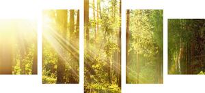 5-częściowy obraz promienie słońca w lesie