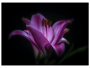 Obraz lilii (70x50 cm)