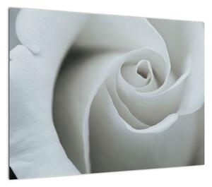 Obraz - Biała róża (70x50 cm)