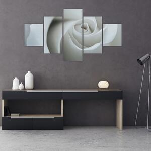 Obraz - Biała róża (125x70 cm)