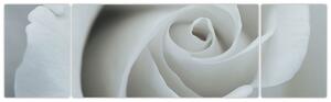 Obraz - Biała róża (170x50 cm)