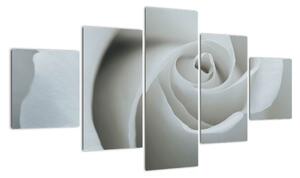 Obraz - Biała róża (125x70 cm)