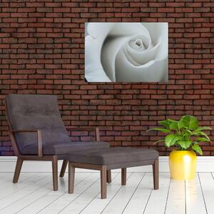 Obraz - Biała róża (70x50 cm)