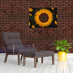 Obraz - Słonecznik i płatki kwiatów (70x50 cm)