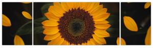 Obraz - Słonecznik i płatki kwiatów (170x50 cm)