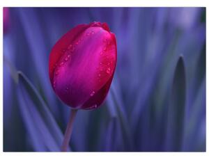 Obraz na szkle pąka tulipana (70x50 cm)