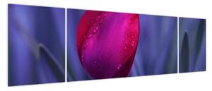 Obraz pąka tulipana (170x50 cm)