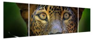 Obraz - Portret lamparta, Sri Lanka (170x50 cm)