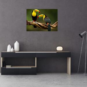 Obraz na szkle siedzących tukanów, Kostaryka (70x50 cm)