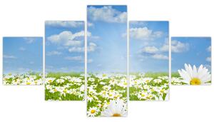 Obraz kwitnącej łąki ze stokrotkami (125x70 cm)