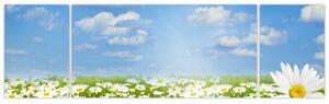 Obraz kwitnącej łąki ze stokrotkami (170x50 cm)