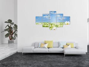 Obraz kwitnącej łąki ze stokrotkami (125x70 cm)