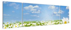 Obraz kwitnącej łąki ze stokrotkami (170x50 cm)