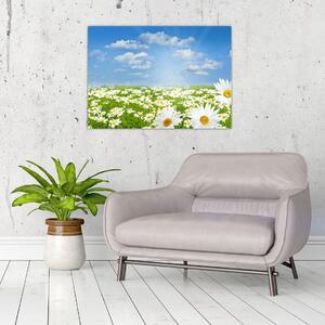 Obraz kwitnącej łąki ze stokrotkami (70x50 cm)