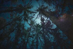 Obraz nocy w lesie
