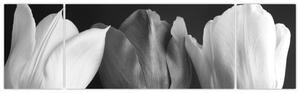 Obraz - Czarno - białe kwiaty tulipanów (170x50 cm)