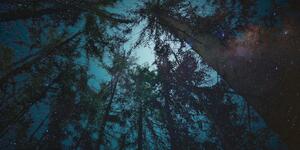Obraz lasu pod nocnym niebem
