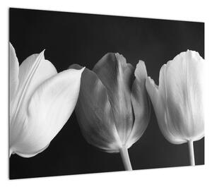 Obraz - Czarno - białe kwiaty tulipanów (70x50 cm)