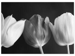 Obraz - Czarno - białe kwiaty tulipanów (70x50 cm)