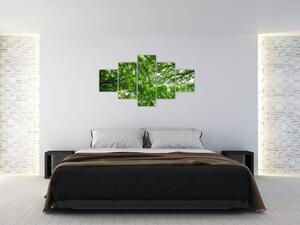 Obraz - Widok do korony drzewa (125x70 cm)