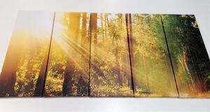 5-częściowy obraz promienie słońca w lesie