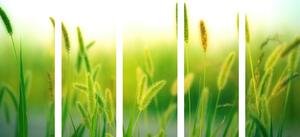 5-częściowy obraz źdźbła trawy w kolorze zielonym