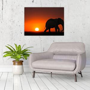 Obraz słonia o zachodzie słońca (70x50 cm)