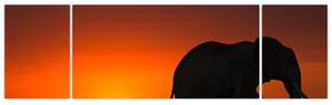 Obraz słonia o zachodzie słońca (170x50 cm)