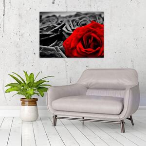 Obraz - Kwiaty róży (70x50 cm)