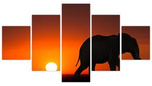 Obraz słonia o zachodzie słońca (125x70 cm)