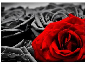 Obraz - Kwiaty róży (70x50 cm)