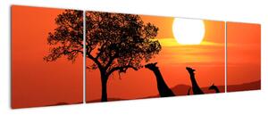 Obraz żyraf o zachodzie słońca (170x50 cm)