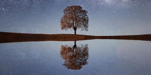 Obraz rozgwieżdżone niebo nad samotnym drzewem