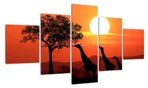Obraz żyraf o zachodzie słońca (125x70 cm)
