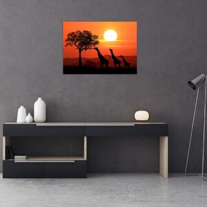 Obraz żyraf o zachodzie słońca (70x50 cm)