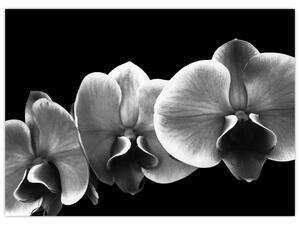 Obraz kwiatu orchidei (70x50 cm)