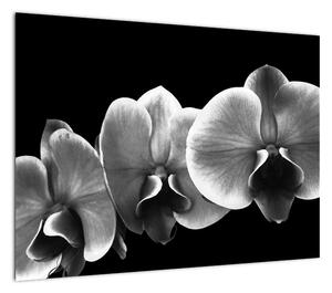 Obraz kwiatu orchidei (70x50 cm)