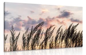 Obraz źdźbła trawy polnej