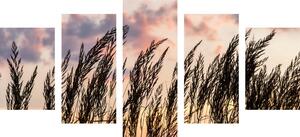 5-częściowy obraz trawa o zachodzie słońća
