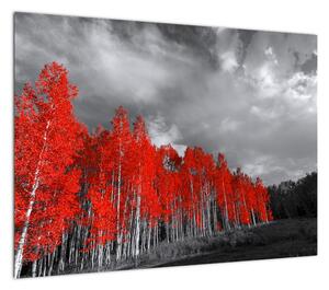 Obraz - Drzewa w kolorze jesieni (70x50 cm)