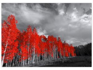 Obraz - Drzewa w kolorze jesieni (70x50 cm)