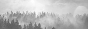 Obraz mgła nad lasem w wersji czarno-białej