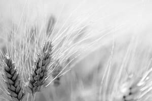 Obraz pole pszenicy w wersji czarno-białej